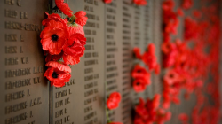 Poppy Red honours our dead on Remembrance Day - Eternity News