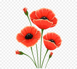Poppy Png & Free Poppy.png Transparent Images #28282 - PNGio