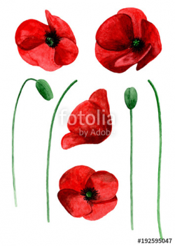 Watercolor poppy clip art. Red flowers clipart