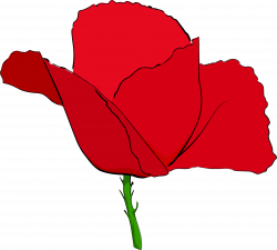 Clipart - Coquelicot rouge - Red poppy
