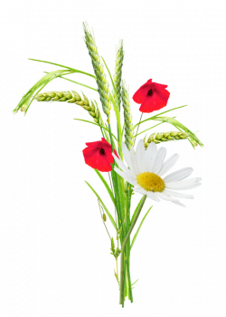 Poppy Flower Clip art - Cartoon Creative flower plant wheat 571*800 ...