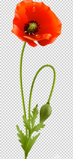 Flower Poppy Plant Stem PNG, Clipart, Blume, Clip Art ...