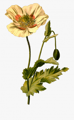 Poppy Clipart Stylized - Botanical Drawing Opium Poppy ...