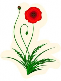 Stock Vector | flowers | Red poppies, Poppies, Red
