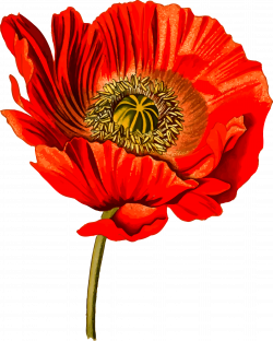 Opium poppy 2 (detailed) Icons PNG - Free PNG and Icons Downloads