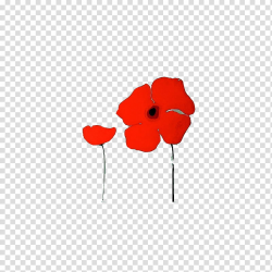 Two red poppy flower illustration transparent background PNG ...