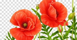 Two red poppy flower illustration transparent background PNG ...