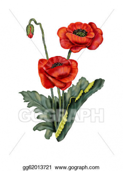 Stock Illustrations - Two beautiful red poppies on white ...
