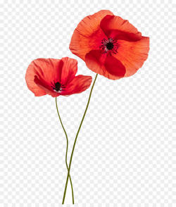Two Poppy Flowers PNG Common Poppy Clipart download - 780 ...