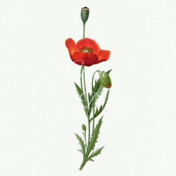 Poppy Flower Vintage Clipart, Vintage Botanical Illustration ...
