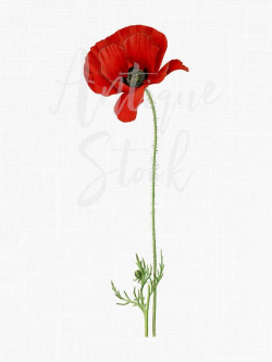Red Flower Clipart 'Poppy Flower' Vintage Botanical Illustration Digital  Download for Decals, Collages, Wall Art Prints, Scrapbook...