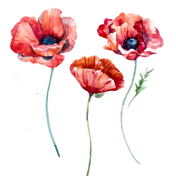Free Pictures Of Poppies. Get The Free Pattern Here. Poppies Stained ...