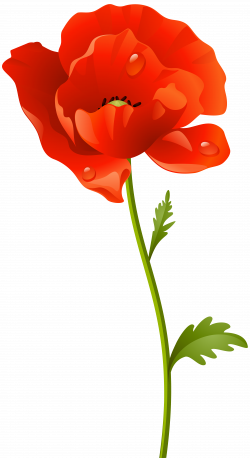 Red Poppy Flower PNG Clip Art Image | Gallery Yopriceville - High ...