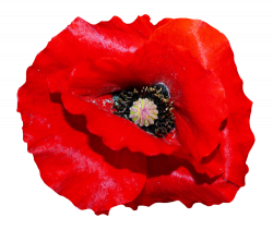 Poppy Flower PNG Transparent Image - PngPix