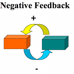 Biology essay on feedback mechanisms - WriteWork