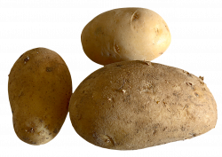 Fresh Potato PNG Image - PurePNG | Free transparent CC0 PNG Image ...