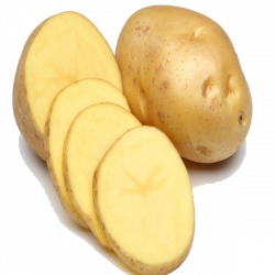 Potato Clipart high resolution - Free Clipart on Dumielauxepices.net