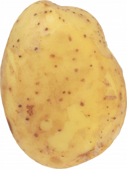 Potato HD PNG Transparent Potato HD.PNG Images. | PlusPNG