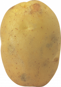 Potato PNG Transparent Free Images | PNG Only