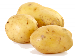 Download Potato PNG Clipart - Free Transparent PNG Images ...