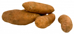 Fresh Sweet Potato PNG Image | PNG Transparent best stock photos