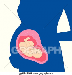 Vector Illustration - Fetus baby in mother womb. pregnant ...