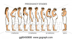 Stock Illustration - Women pregnancy stages. Clipart ...