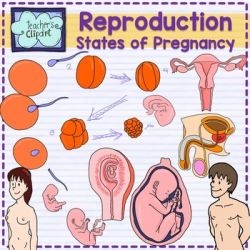 Human reproductive system and Stages of pregnancy clipart {Science clip art}