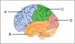 Discussion: Brain | Brain II: Methods of Research ...