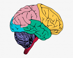 Psychology Clipart Human Brain - Brain Clipart PNG Image ...