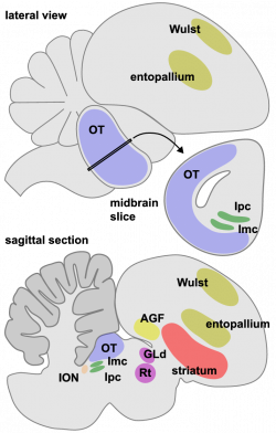 e Schematic diagram of the bird brain. The lateral view illustrates ...