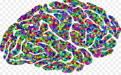 Human Brain Neuroscience Clip Art - Psyc #233588 - PNG ...