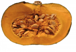 Half Pumpkin With Visible Seeds transparent PNG - StickPNG