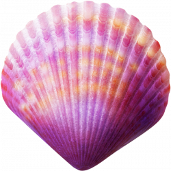 Seashell Purple Clip art - seashell 800*799 transprent Png Free ...