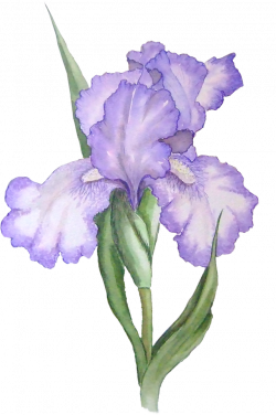 Purple flower clipart transparent background collection