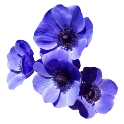 Purple Flower PNG Transparent Image - PngPix