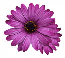 Free photo Flowers Png Purple Flower Flower Marigolds - Max Pixel