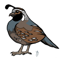 Quail Cartoon Drawings | Cartoon Quail To draw a cartoon quail ...