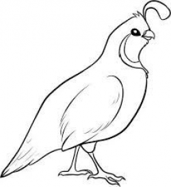 quail clipart - Google Search | Drawing Ideas | Pinterest | Quails ...