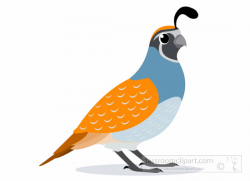 Animal Clipart - Bird Clipart - quail-bird-clipart-1012 - Classroom ...