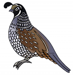 28+ Collection of Bobwhite Quail Clipart | High quality, free ...