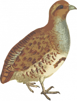 Clipart - Grey partridge (isolated)