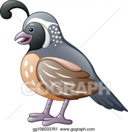 Vector Art - Cute quail bird cartoon. Clipart Drawing ...