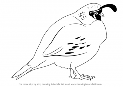 Learn How to Draw a Quail (Birds) Step by Step : Drawing ...