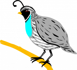 Quail | Free Stock Photo | Illustration of a quail | # 3499