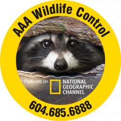 AAA Wildlife Control | Pest & Animal Control in Burnaby | HomeStars