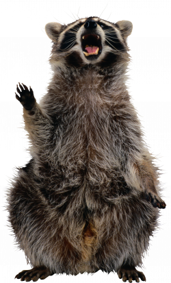Raccoon PNG images free download