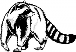 Free Raccoon Clipart, Download Free Clip Art, Free Clip Art ...