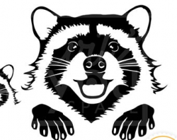 Raccoon svg | Etsy