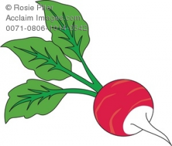 Clipart Illustration of a Radish With Leaves Attached